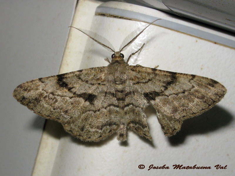 Peribatodes sp. - Geometridae